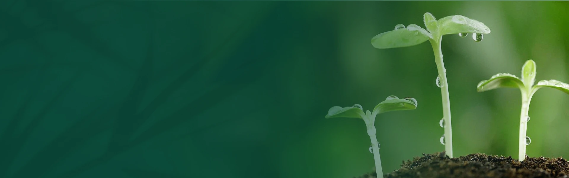 banner2